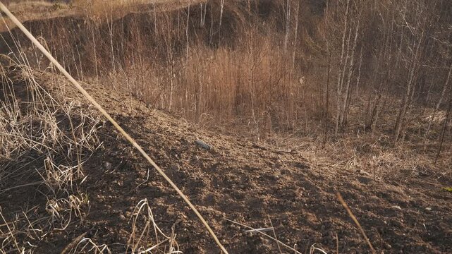 Withered pampas grass and a winter-bare birch forest
