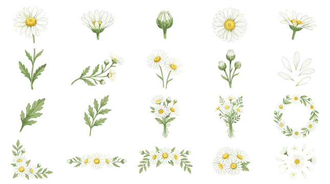 Soft daisy floral vector collection with white blossoms, buds, leaves, wreaths, borders, corners, garlands and botanical nature ornaments.