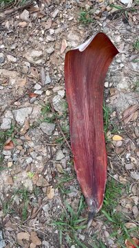 Large Dried Red Leaf on Stony Ground Vertical Background