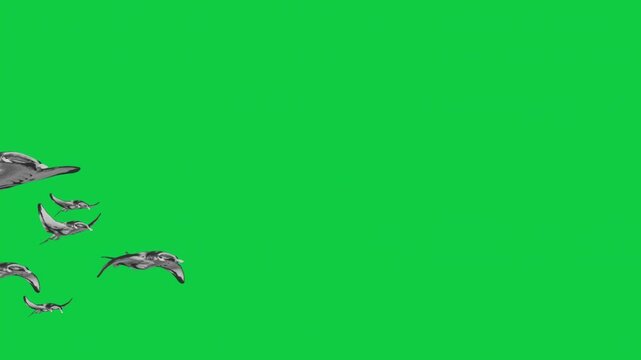 4 Manta Ray School Animation &ndash; Low Angle, Top View, Side Pass, Circling Loop &ndash; Green Screen Overlay Graphic Element