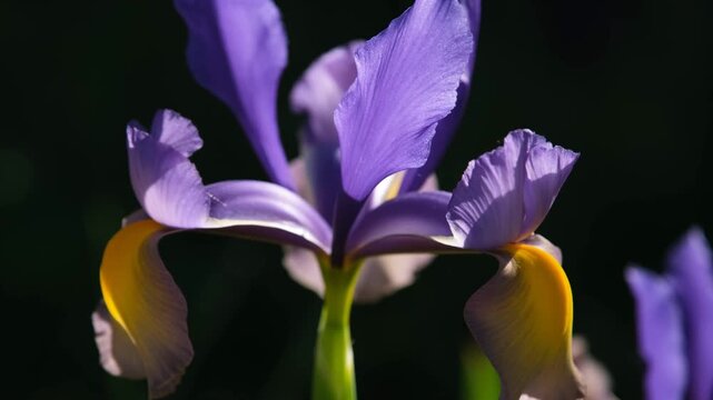  Close-up of a purple iris flower with yellow petals swaying softly in the wind, highlighted by dramatic sunlight against dark background. High quality 4k footage.