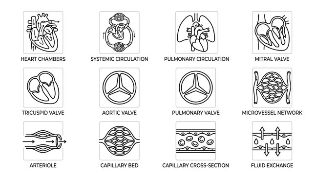 Detailed line art icons illustrating various components and processes of the human circulatory system, including heart chambers, valves, and microvessels.
