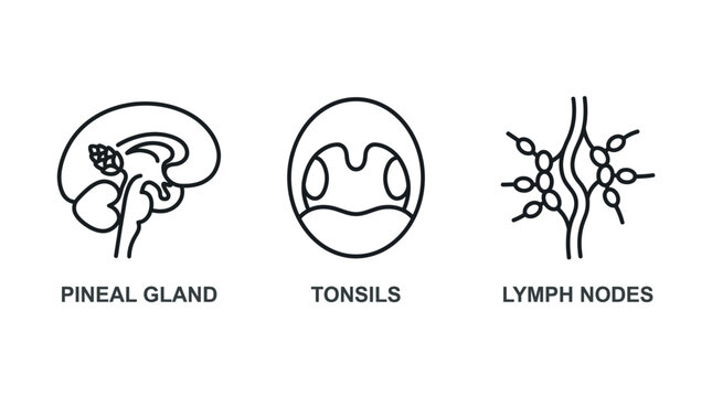 Line art icons illustrating human anatomy: pineal gland, tonsils, and lymph nodes.