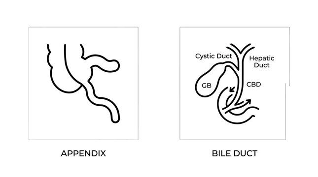 Line drawings illustrating the human appendix and the bile duct system with its components like gallbladder, cystic duct, and hepatic duct.