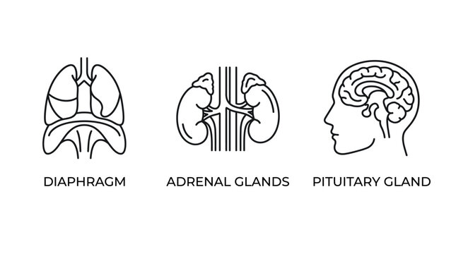 Line art icons illustrating human internal organs: diaphragm, adrenal glands, and pituitary gland, representing anatomy and biology.