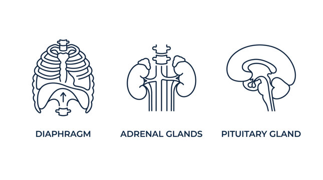 Line art icons illustrating human anatomical structures: diaphragm, adrenal glands, and pituitary gland, representing key physiological systems.