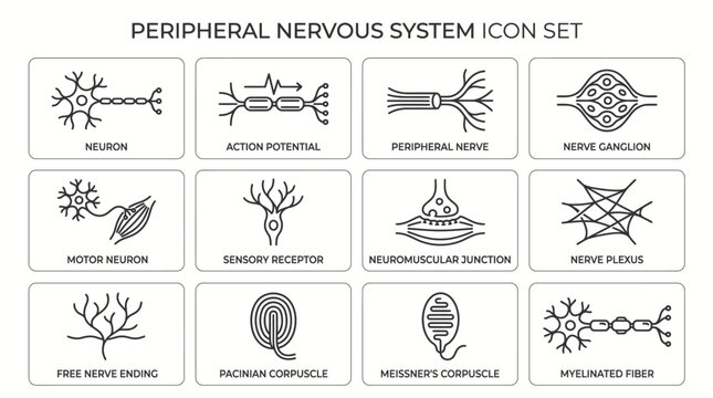 Line art icons illustrating various components and concepts of the peripheral nervous system, including neurons, receptors, and junctions.