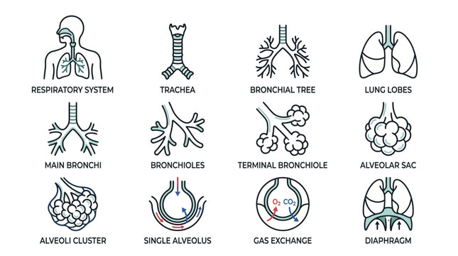Detailed vector icons illustrating the human respiratory system, including trachea, bronchi, alveoli, and gas exchange process, for educational and medical purposes.