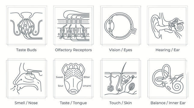 Illustrations of human sensory organs and their receptors, including taste buds, olfactory receptors, eyes, ears, nose, tongue, skin, and inner ear for balance.