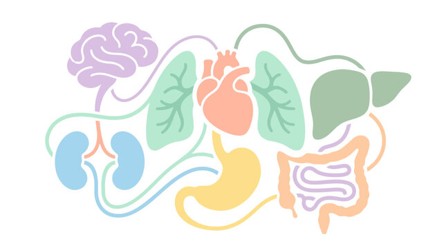 Stylized illustration of interconnected human internal organs including brain, heart, lungs, liver, kidneys, stomach, and intestines on a white background.