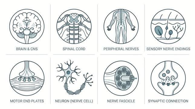 Detailed diagram illustrating various components of the human nervous system, including brain, spinal cord, neurons, and nerve structures.