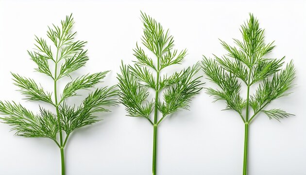 three vibrant rich green dill sprigs with delicate feathery leaves isolated on a white background in a high key studio concept of fresh culinary herb