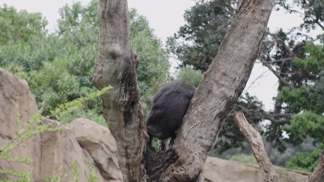 Watch as playful monkeys swing and climb the trees in their natural habitat at Bioparc Valencia. Enjoy the vibrant wildlife in this beautiful Spanish zoo.