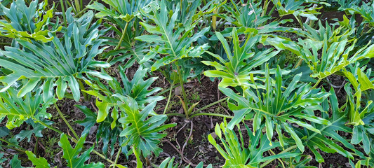 Philodendron xanadu in the garden, green tropical plant, leaves make it a popular foliage house plant, Air purification tree © ADP