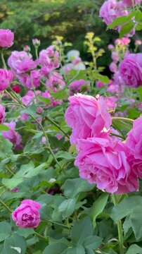 Slider shot of the pink rose variety Louise Odier