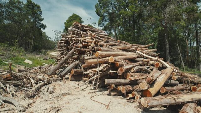 Large stack of cut logs in deforested area