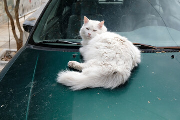 a white fluffy street cat sits on the hood of a car © Natalia