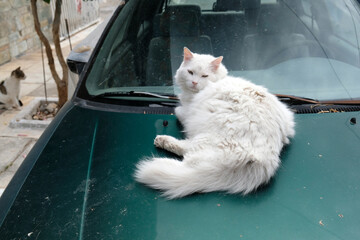 a white fluffy street cat sits on the hood of a car © Natalia