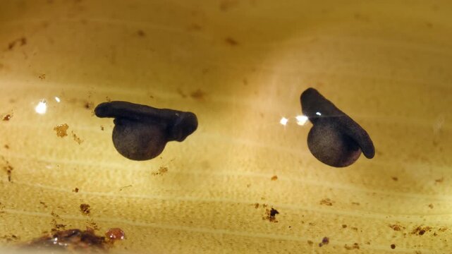 Developing eggs of the Variable Poison Frog (Ranitomeya variablis) in a bromeliad, Napo province, Ecuador