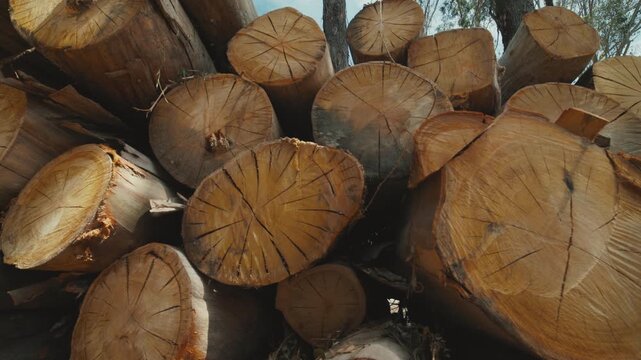 Stacked firewood logs in a lumberyard