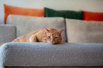 Naklejka na ściany i meble A cat rests on a gray couch in a living room. Colorful pillows are behind the cat. Sunlight enters the room. The cat looks relaxed and comfortable on the soft fabric