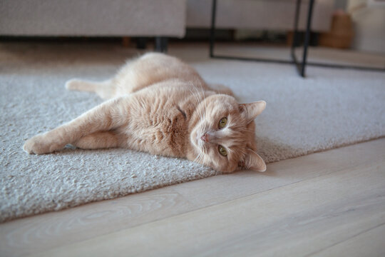 A light orange cat lies on its side on a soft rug inside a house. The space has relaxing afternoon light coming in, creating a warm atmosphere around the pet