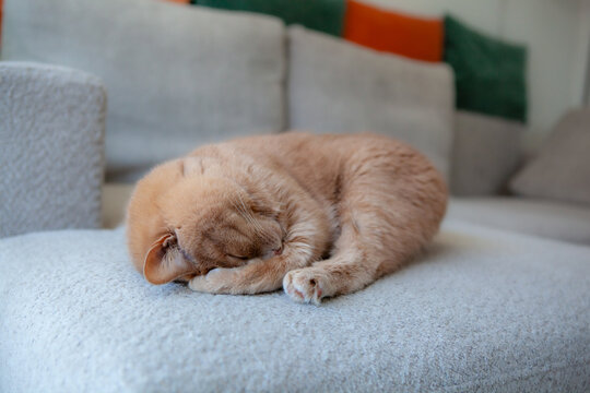 A cat is curled up and sleeping on a soft sofa. The setting is a cozy living room with colorful cushions in the background. The scene is bright from the daylight coming in