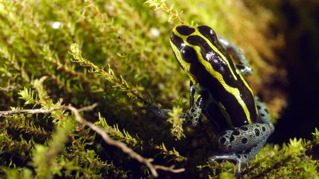 Variable Poison Frog (Ranitomeya variablis). On a patch of moss in the Ecuadorian Amazon.