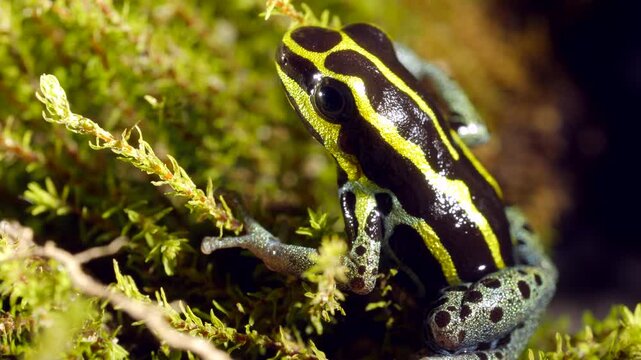 Variable Poison Frog (Ranitomeya variablis). On a patch of moss in the Ecuadorian Amazon.