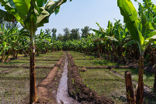 irrigation canal runs through banana plantation of mto wa mbu village in tanzania