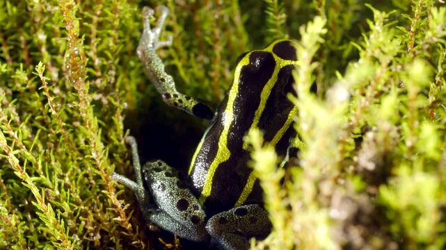 Variable Poison Frog (Ranitomeya variablis). On a patch of moss in the Ecuadorian Amazon.