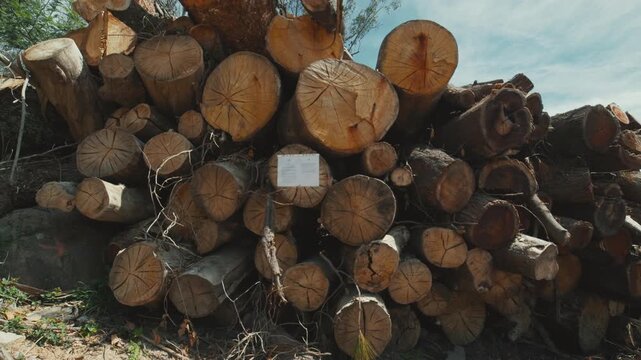 Large pile of cut tree logs in a rural forest setting