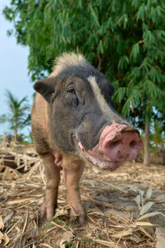 wild boar in the farm