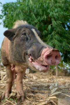 Portrait of a pig in rural farm environment looking at camera