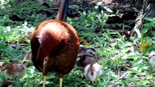 hen with chicks