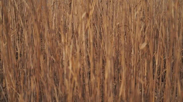 Withered pampas grass on a highland plateau under a blue sky
