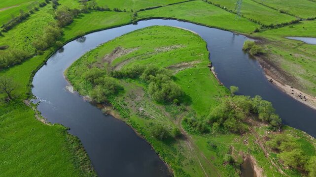 Aerial view of the River Trent winding through lush green meadows with cattle grazing on the riverbank in Burton upon Trent, England, United Kingdom.