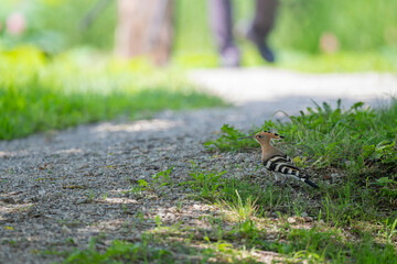 A majestic hoopoe bird with a distinct crest foraging on a gravel path in a historic Korean garden. © 완수 안