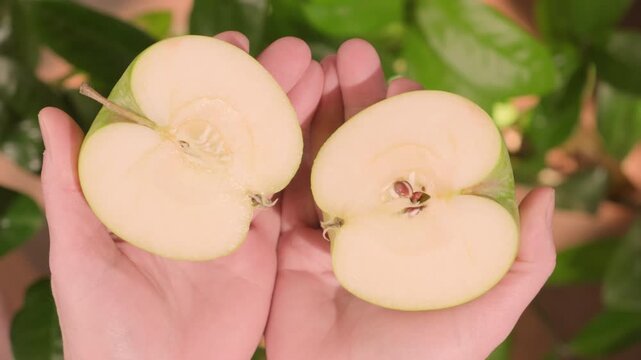 Hands open green apple into two halves close-up