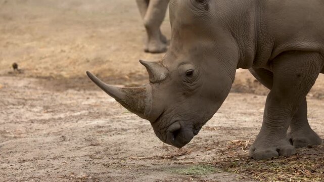 Close up footage of white rhinoceros grazing on dry grass in its natural habitat.