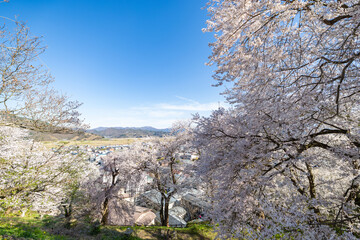 Naklejka premium 烏帽子山千本桜