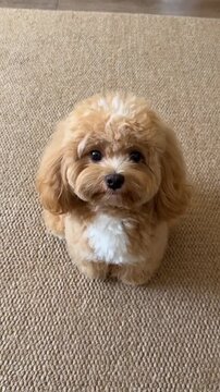 A cute small dog with a fluffy coat is sitting on a beige carpet looking up at the camera in this adorable video.