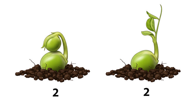 Two stages of a pea seedling growing from a seed in soil, showing initial sprouting and developing leaves, symbolizing growth and development