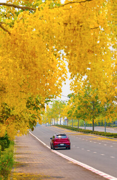 Magenta Car Parked Under a Stunning Canopy of Golden Shower Tree Flowers on a Scenic Road, ratchaphruek flower