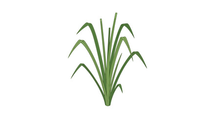 Green Grass Clump Isolated on White Background, Fresh Foliage © Mahkota