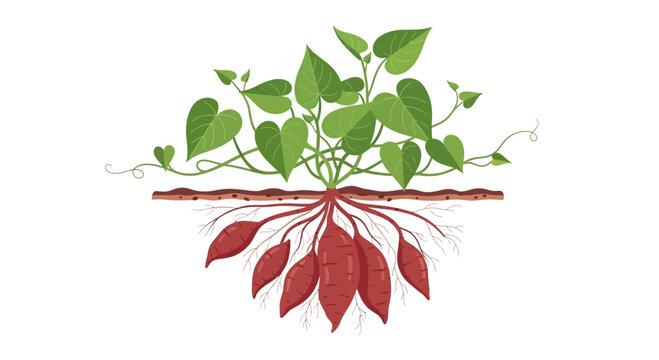 Sweet Potato Plant with Roots and Tubers