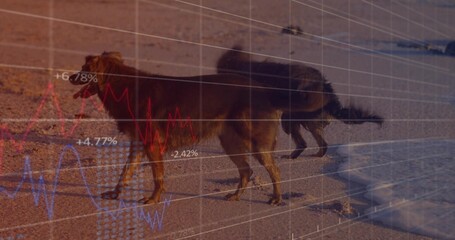Fototapeta premium Walking two longhaired dogs along beach near waterline, with paw prints, shadows, financial overlay