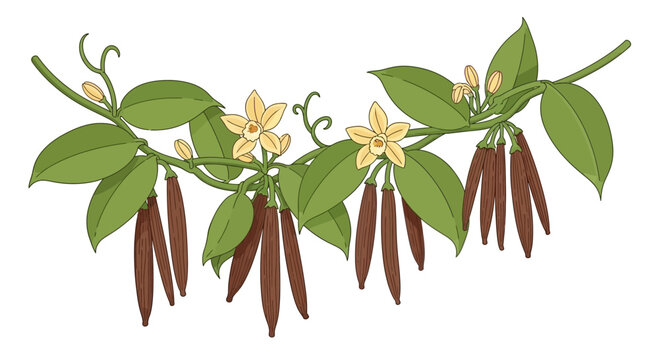Vanilla Bean Plant with Flowers and Pods - Illustration
