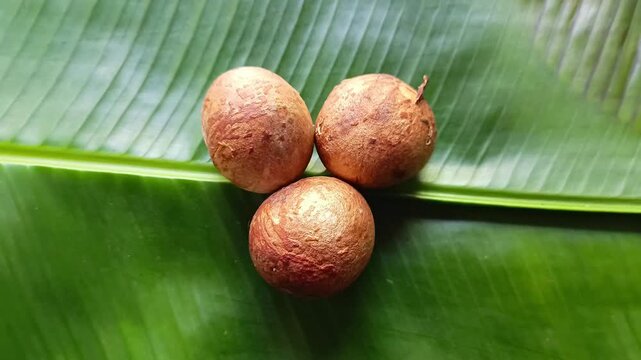 Three avocado seeds persea americana on fresh green banana leaf musa x paradisiaca