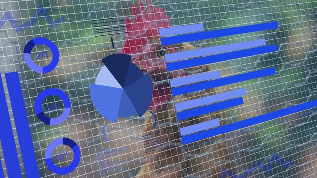 Rooster shifting gaze as blue charts sliding in and growing, visualizing farm metrics